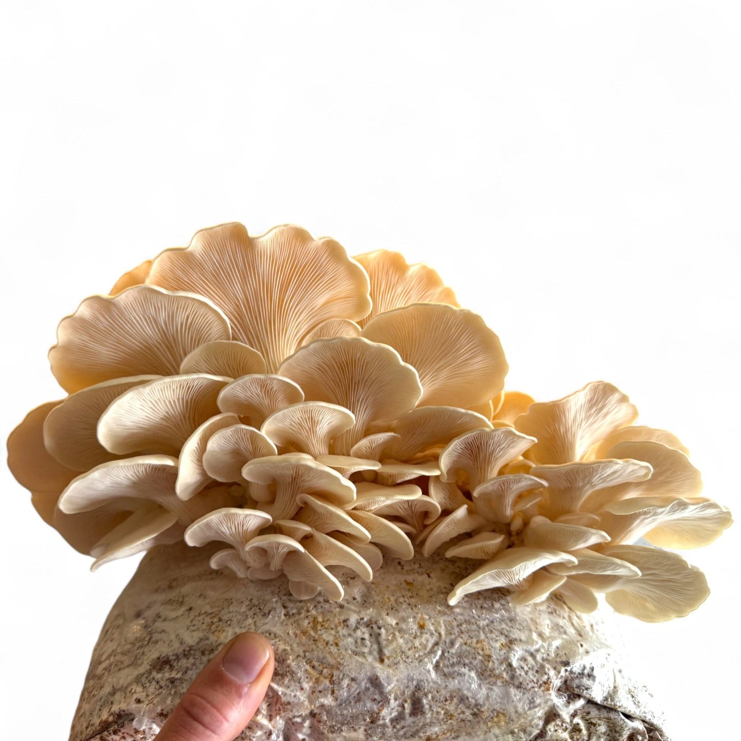 Rhizo Funga Substrate 10 Ib Sterilized Masters Mix XLSA Unicorn Bag