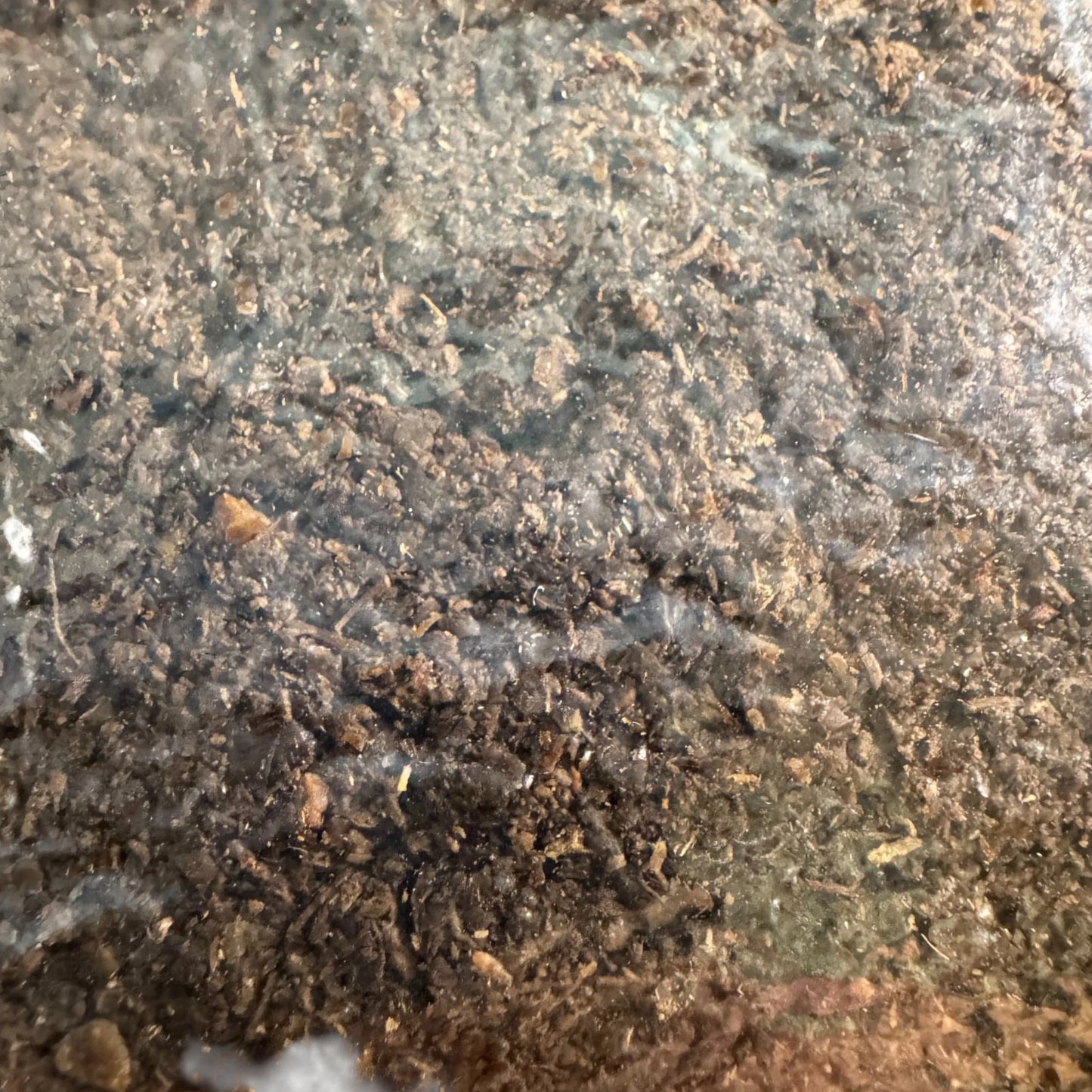 Rhizo Funga Substrate 5 Ib Sterilized Masters Mix 3T Unicorn Bag