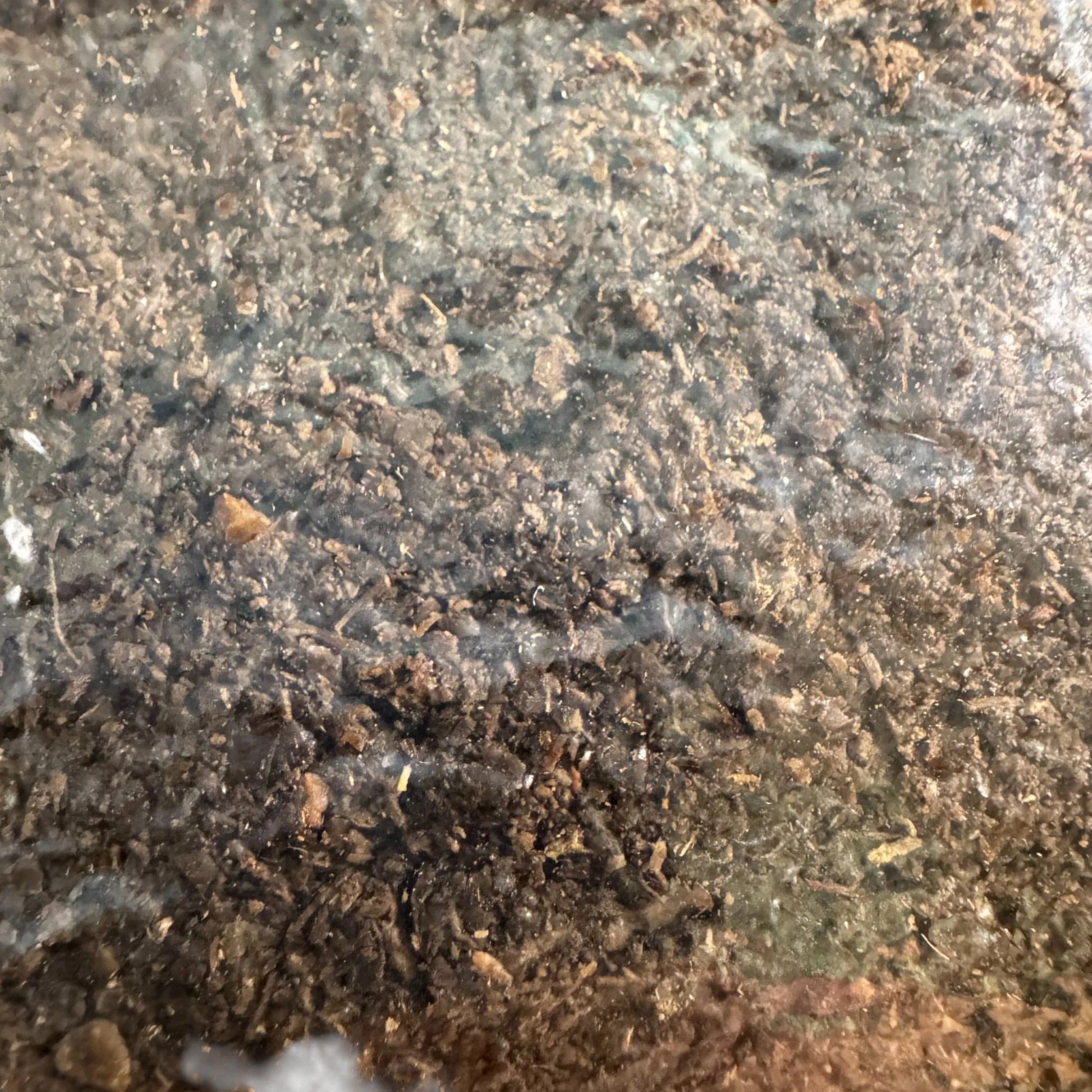 Rhizo Funga Substrate 5 Ib Sterilized Masters Mix 3T Unicorn Bag