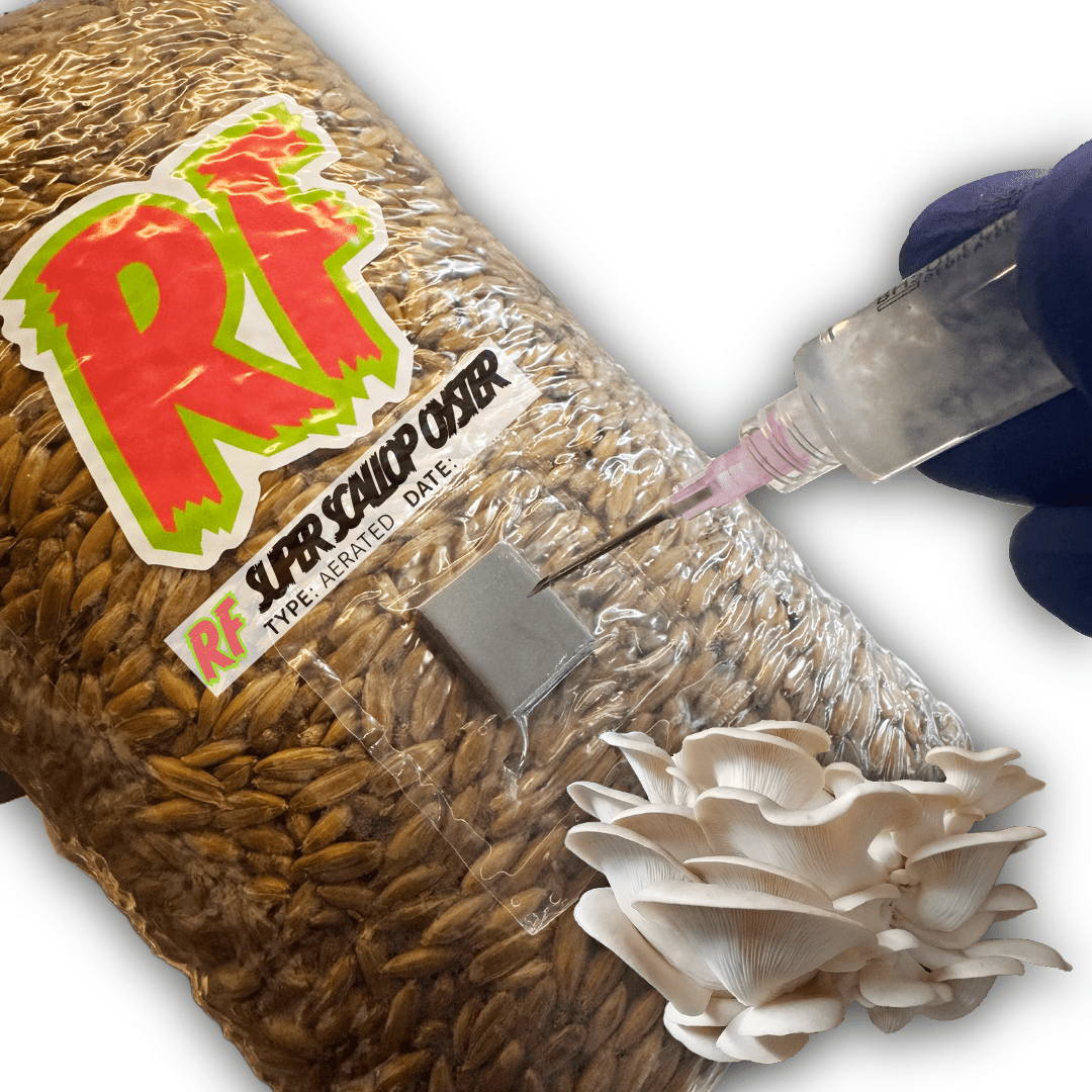 Rhizo Funga Super Scallop Oyster (Pleurotus Ostreatus) Grain Spawn