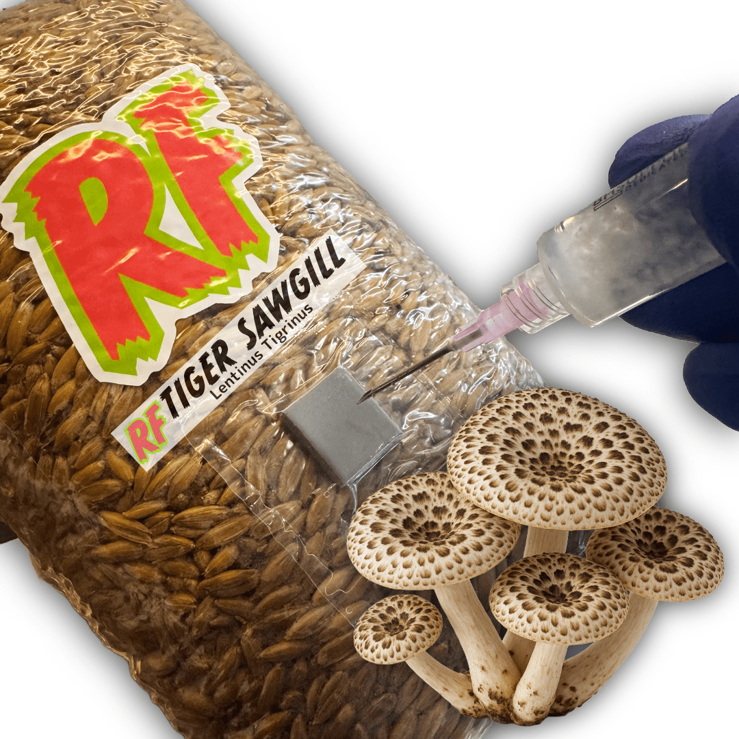 Tiger Sawgill (Lentinus tigrinus) Grain Spawn - Rhizo Funga