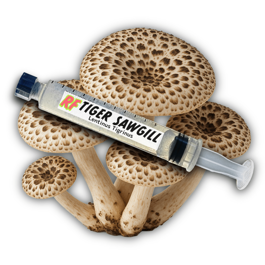 Tiger Sawgill (Lentinus tigrinus) Liquid Culture - Rhizo Funga