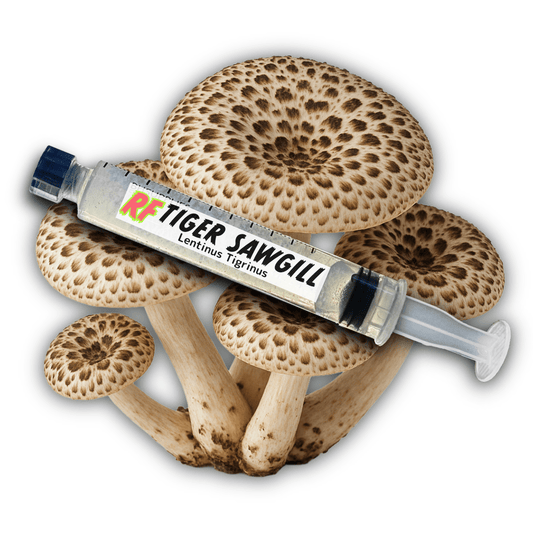 Tiger Sawgill (Lentinus tigrinus) Liquid Culture - Rhizo Funga